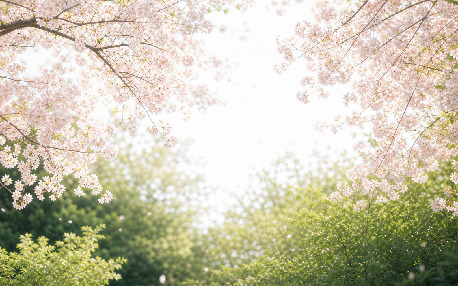 淡い光に包まれた桜